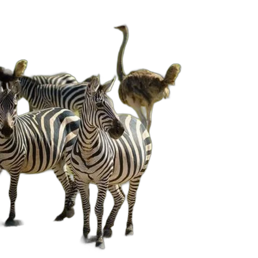 animal, 3d render, photorealistic, concept art, zebras, ostrich, grassy, savannah transparent PNG cut-out