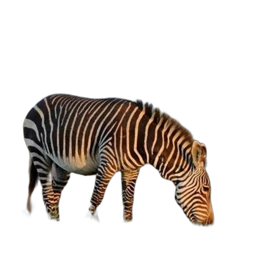 animal, creature, furniture, weapon, 3d render, photorealistic, concept art, watercolor transparent PNG cut-out