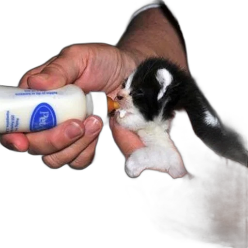 animal, bottle, creature, weapon, photorealistic, fire, person, bottle-feeding transparent PNG cut-out