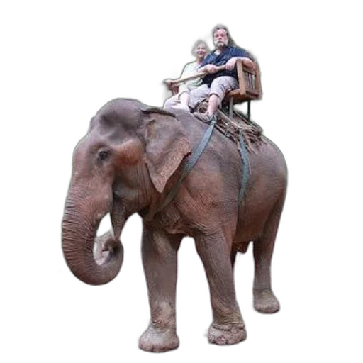 animal, creature, couple, enjoys, ride, elephant, lush, green transparent PNG cut-out