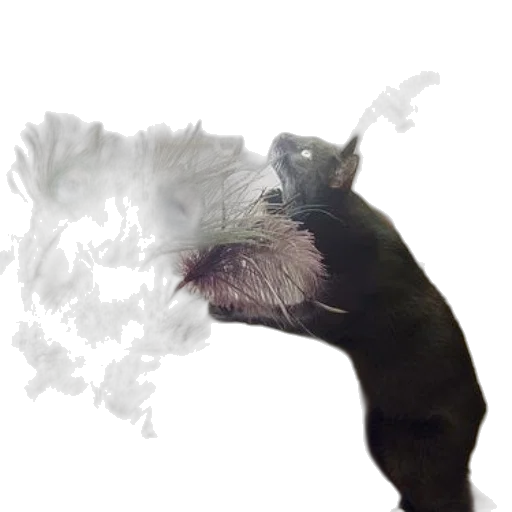 animal, creature, dragon, hair, photorealistic, concept art, 3d render, outer space transparent PNG cut-out