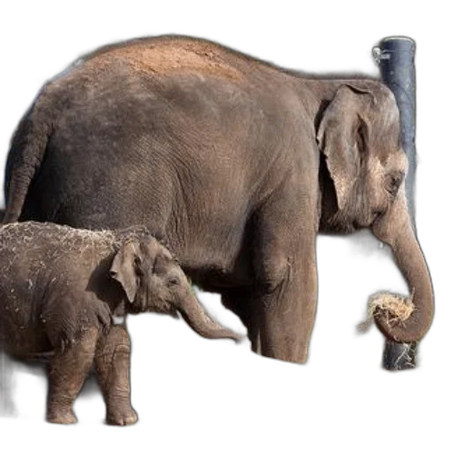 animal, concept art, photorealistic, 3d render, mother, elephant, her, calf transparent PNG cut-out
