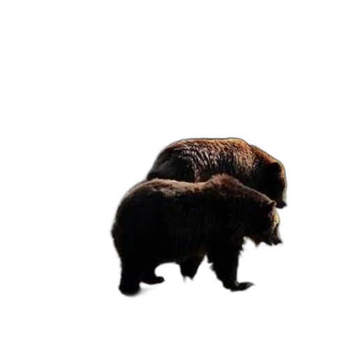 animal, creature, hair, hat, concept art, photorealistic, 3d render, pixel art transparent PNG cut-out