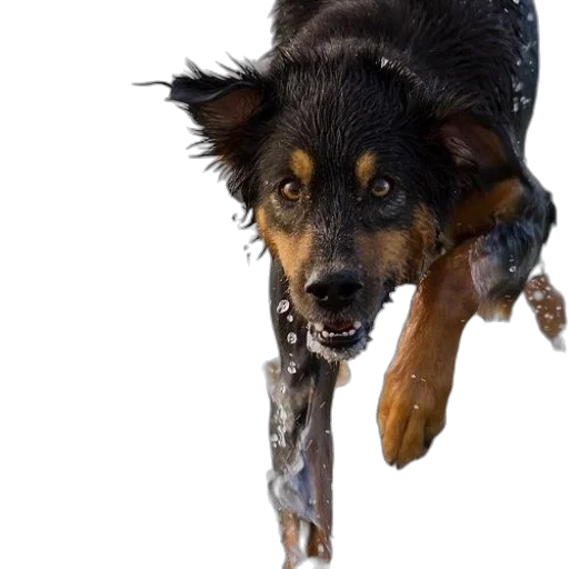 animal, creature, staff, weapon, photorealistic, 3d render, concept art, wet transparent PNG cut-out