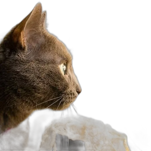 animal, photorealistic, 3d render, concept art, curious, gray, cat, gazes transparent PNG cut-out