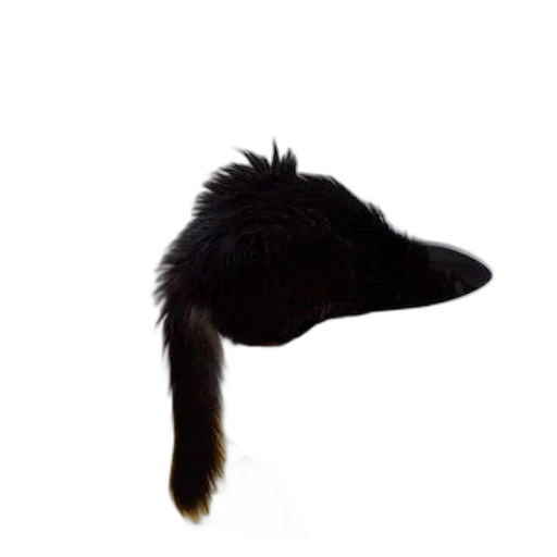 animal, hat, hair, staff, photorealistic, 3d render, black, cat transparent PNG cut-out