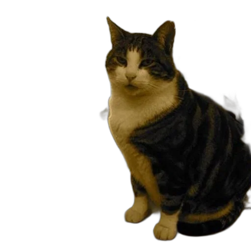 animal, staff, creature, jacket, 3d render, photorealistic, cat, sits transparent PNG cut-out