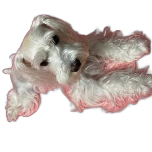 creature, animal, hair, dragon, photorealistic, 3d render, watercolor, concept art transparent PNG cut-out
