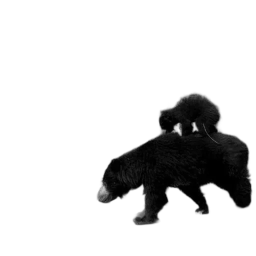 animal, creature, hair, hat, 3d render, concept art, photorealistic, black transparent PNG cut-out
