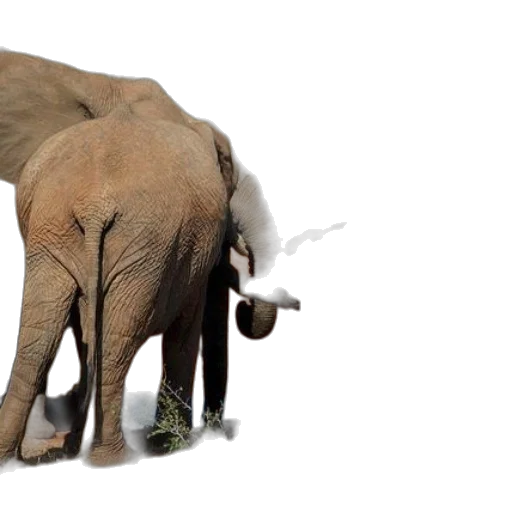 animal, creature, staff, elephants, interacting, near, water, source transparent PNG cut-out