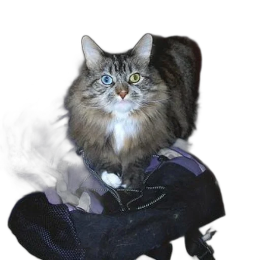 staff, animal, jacket, dragon, photorealistic, concept art, fantasy art, pixel art transparent PNG cut-out