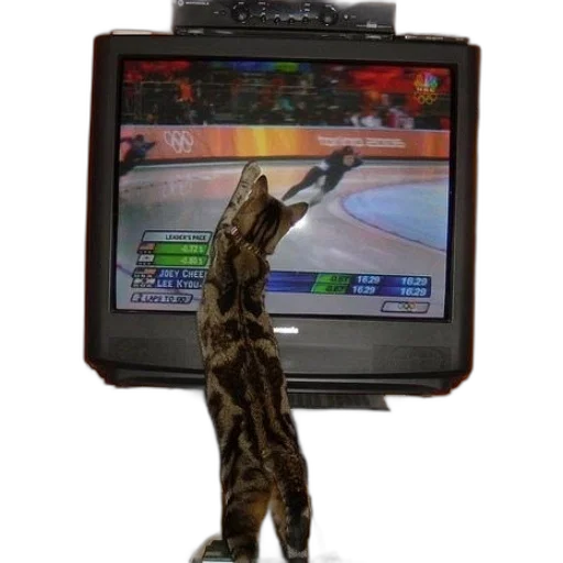 staff, animal, cat, standing, hind, legs, front, television transparent PNG cut-out