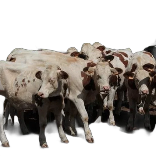 animal, photorealistic, group, white, cows, brown, spots, stand transparent PNG cut-out