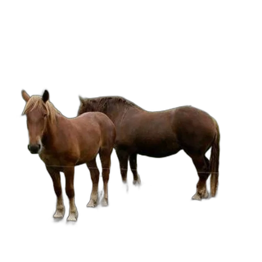 animal, creature, hair, furniture, 3d render, photorealistic, concept art, pixel art transparent PNG cut-out