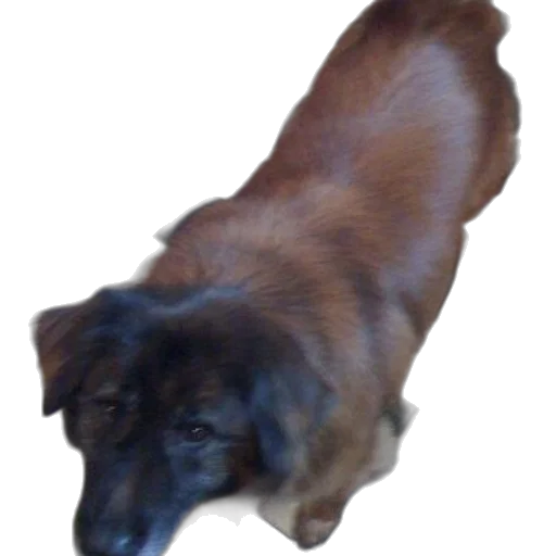 staff, animal, creature, brown, dog, black, ears, nose transparent PNG cut-out