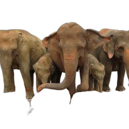 animal, concept art, family, elephants, including, two, adults, calves transparent PNG cut-out