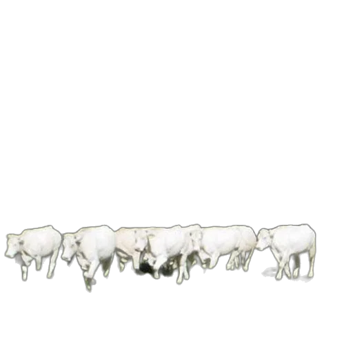 jewelry, furniture, crown, animal, herd, white, cows, walk transparent PNG cut-out