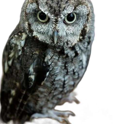 animal, creature, staff, face, photorealistic, close-up, photograph, owl transparent PNG cut-out