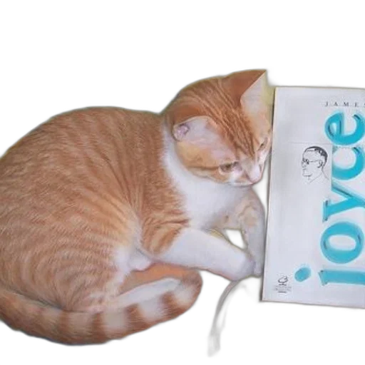 food, creature, animal, staff, cat, laying, blanket, next transparent PNG cut-out