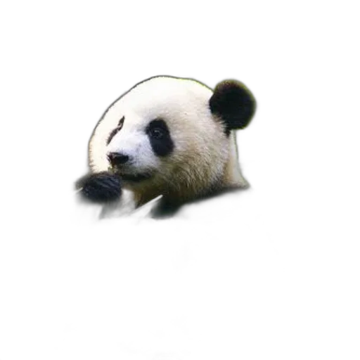 animal, staff, creature, food, photorealistic, 3d render, concept art, pixel art transparent PNG cut-out
