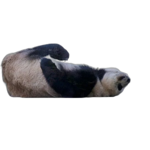 animal, hat, furniture, shoes, photorealistic, 3d render, panda, bear transparent PNG cut-out