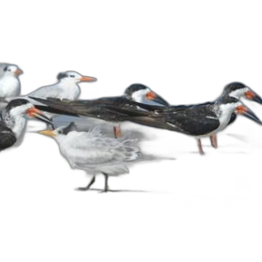 staff, animal, 3d render, concept art, photorealistic, group, birds, black transparent PNG cut-out