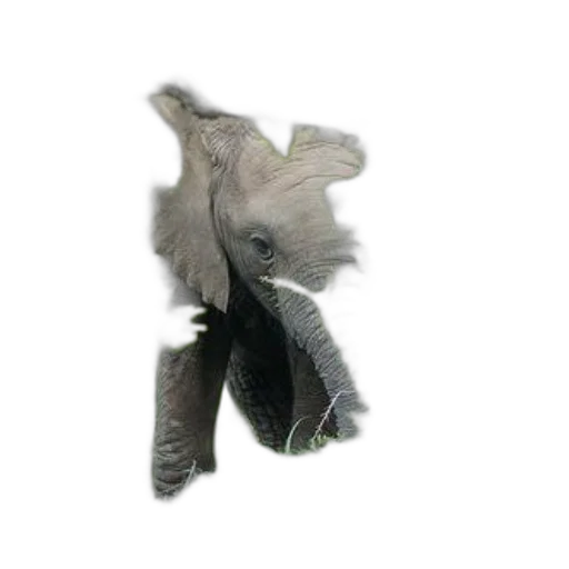 shoes, dragon, mask, hair, 3d render, photorealistic, concept art, fantasy art transparent PNG cut-out