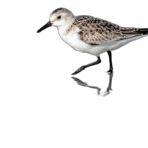 animal, creature, staff, food, 3d render, photorealistic, concept art, pixel art transparent PNG cut-out