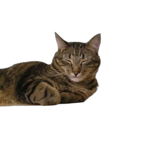 animal, staff, creature, furniture, photorealistic, 3d render, pixel art, tabby transparent PNG cut-out