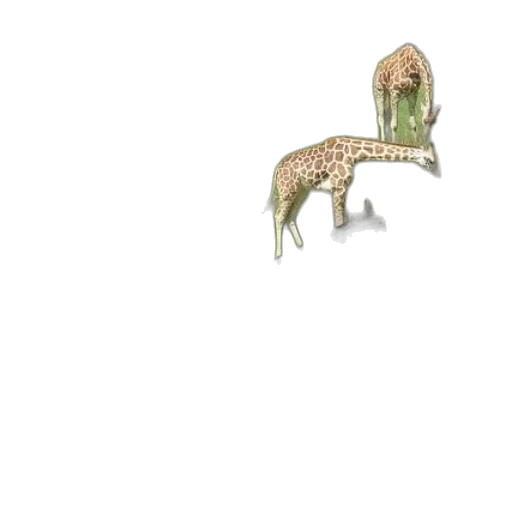 animal, creature, dragon, furniture transparent PNG cut-out