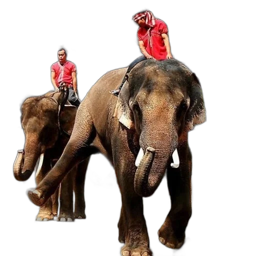 animal, creature, concept art, photorealistic, red, two, men, riding transparent PNG cut-out