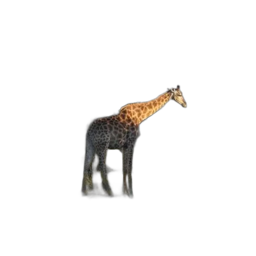 animal, creature, jewelry, furniture transparent PNG cut-out