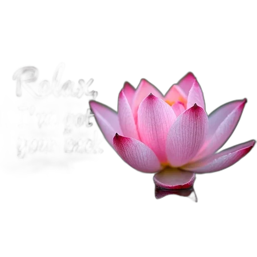 flower, jewelry, crown, staff, 3d render, photorealistic, pixel art, pencil sketch transparent PNG cut-out