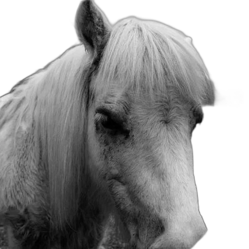 animal, hair, face, creature, photorealistic, 3d render, pencil sketch, monochrome transparent PNG cut-out