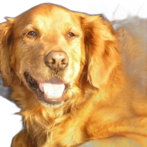 animal, creature, face, staff, photorealistic, 3d render, golden, retriever transparent PNG cut-out