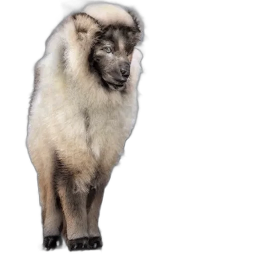 animal, creature, hair, staff transparent PNG cut-out