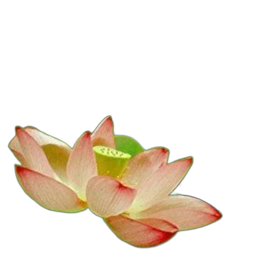 flower, jewelry, crown, staff, 3d render, photorealistic, oil painting, watercolor transparent PNG cut-out