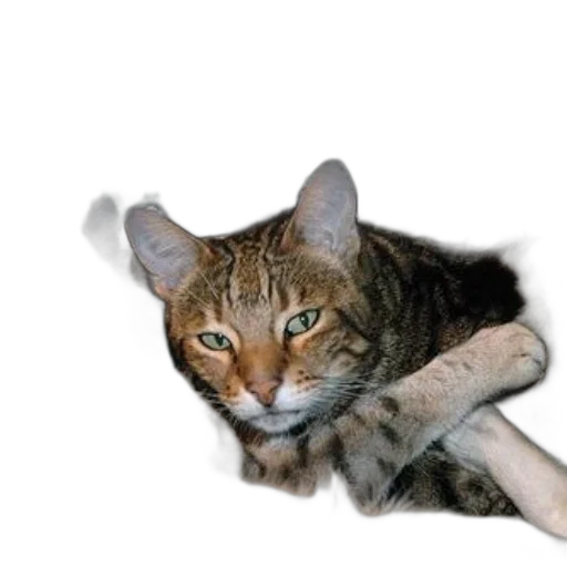 staff, animal, weapon, creature, photorealistic, 3d render, cat, green transparent PNG cut-out