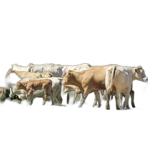 animal, food, jewelry, concept art, photorealistic, 3d render, herd, cows transparent PNG cut-out