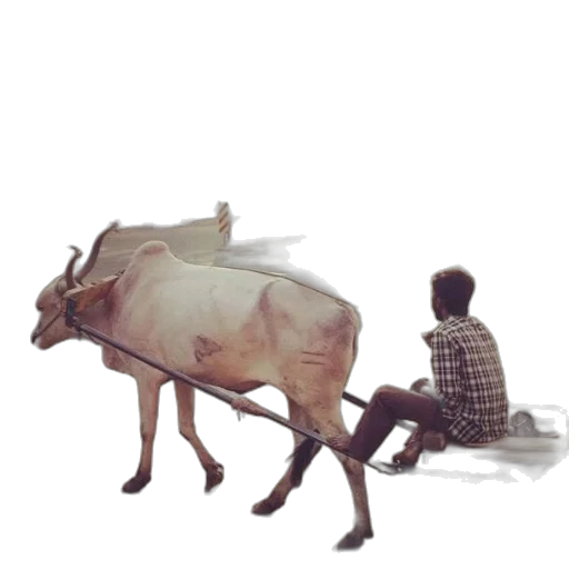 animal, furniture, food, creature transparent PNG cut-out