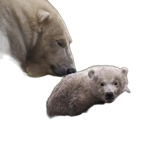animal, creature, food, face, photorealistic, concept art, 3d render, oil painting transparent PNG cut-out