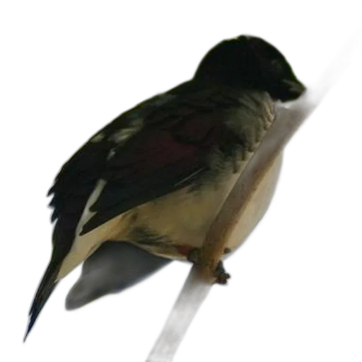 staff, animal, umbrella, weapon, photorealistic, concept art, 3d render, watercolor transparent PNG cut-out
