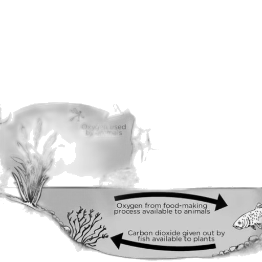 crown, jewelry, food, bottle, concept art, 3d render, underwater, diagram transparent PNG cut-out