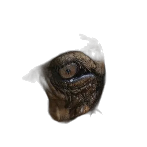 mask, face, creature, animal, photorealistic, concept art, 3d render, fantasy art transparent PNG cut-out
