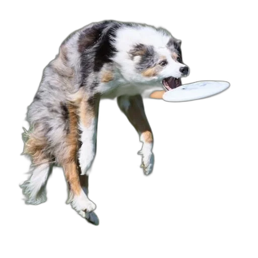 animal, creature, staff, food transparent PNG cut-out
