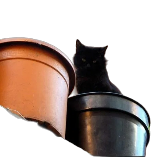 hat, shoes, furniture, staff, 3d render, photorealistic, black, cat transparent PNG cut-out