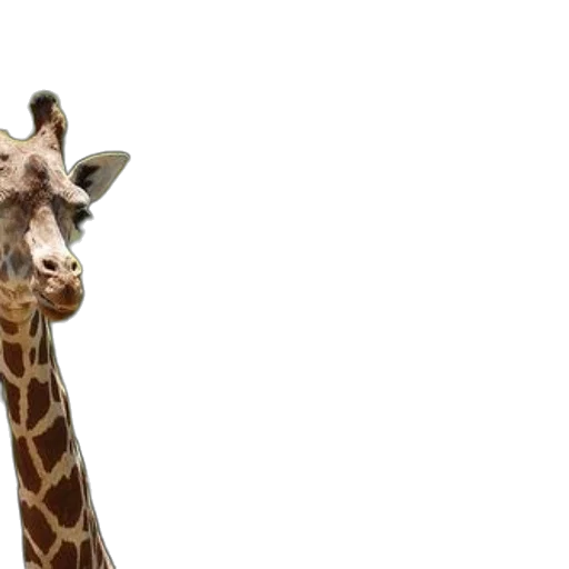 animal, creature, staff, hat, 3d render, photorealistic, two, giraffes transparent PNG cut-out