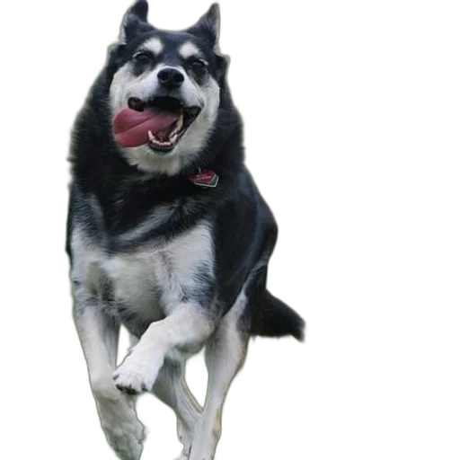animal, creature, staff, photorealistic transparent PNG cut-out