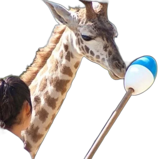 animal, staff, hat, umbrella, concept art, photorealistic, 3d render, vaporwave transparent PNG cut-out