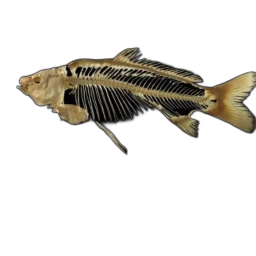animal, creature, staff, weapon, photorealistic, 3d render, concept art, watercolor transparent PNG cut-out